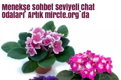 Menekşe Sohbet