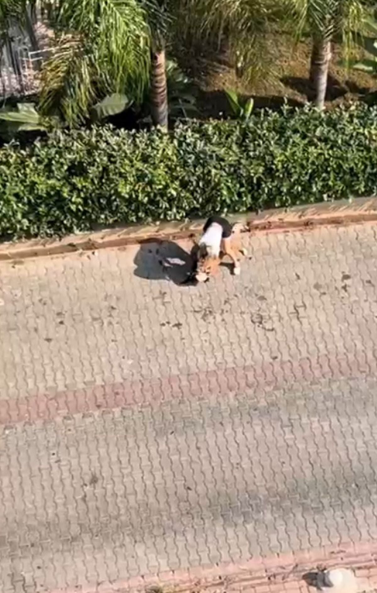 Adana'da Pitbull Sokak Kedisini Öldürdü, Sahibi 'Polisi Aramayın' Dedi