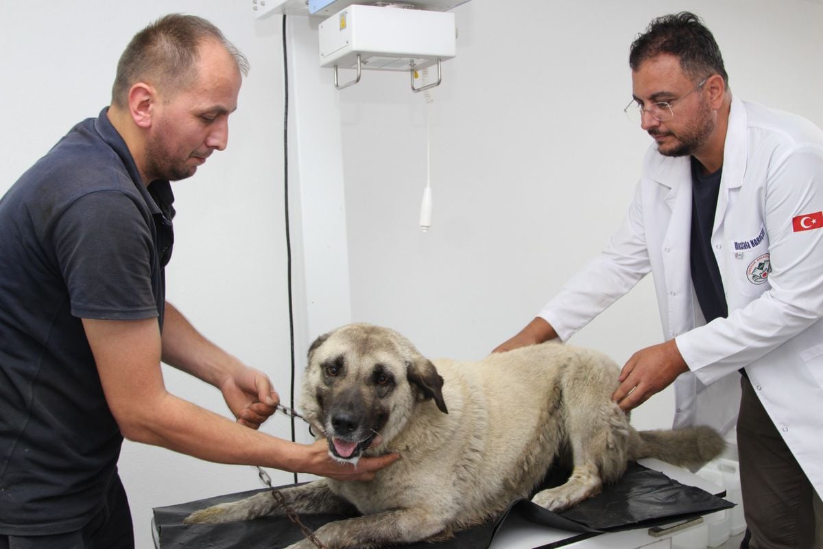 Giresun'da Köpeği Ezen Sürücü Gözaltına Alındı