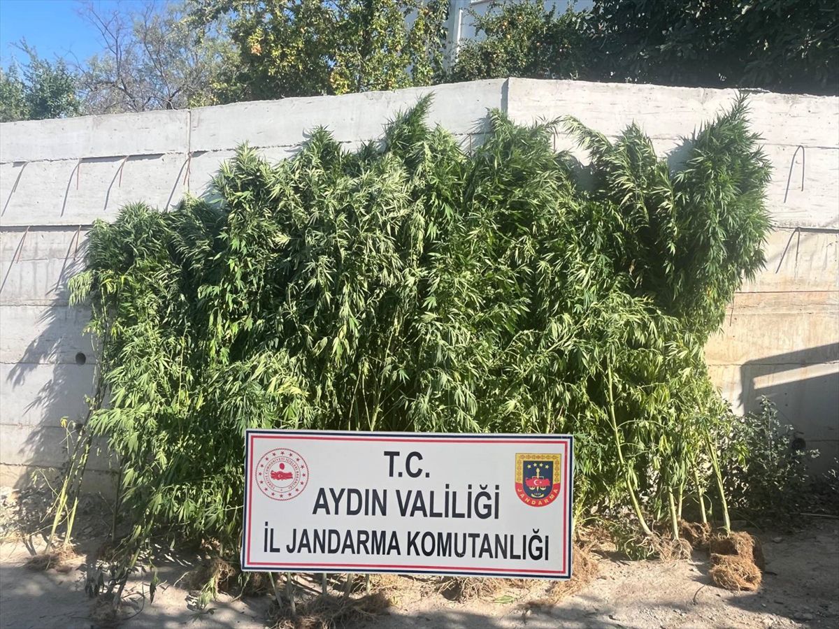 Aydın'da 250 Kök Hint Keneviri Ele Geçirildi