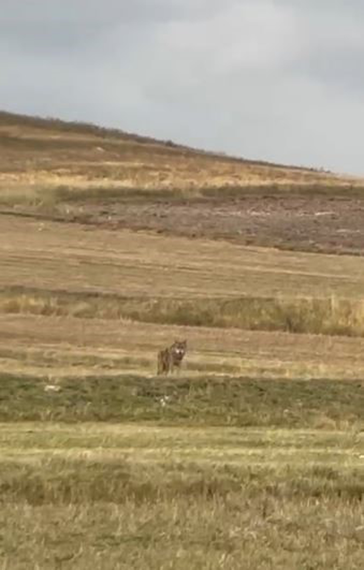Ardahan Hanak'ta yerleşim alanına inen 3 kurt sürücü tarafından görüntülendi