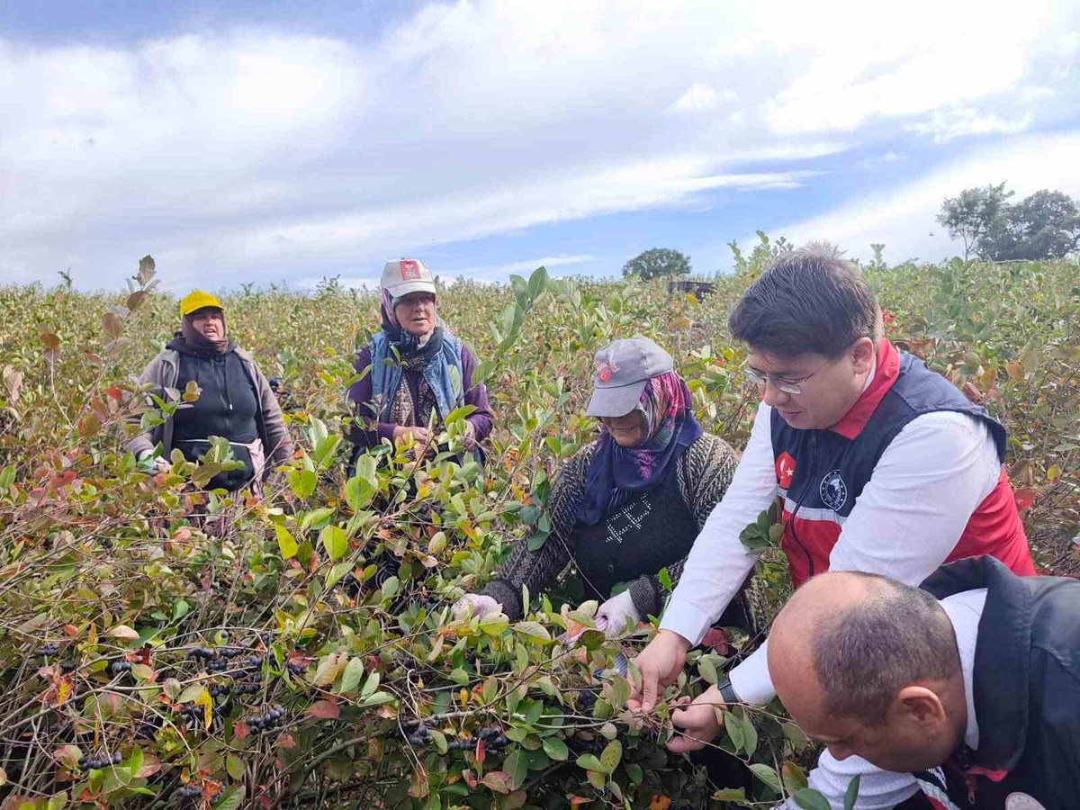 Balıkesir Balya Kayalar'da aronya hasadı Kaymakam Cebeci'nin katılımıyla yapıldı