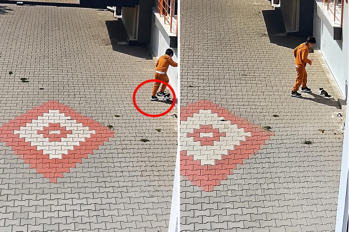 Kediye işkence anları kamerada