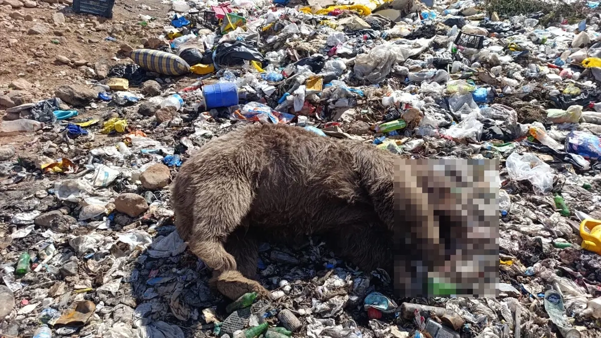 Bingöl Kiğı'da çöplükte öldürülen 3 bozayıyla ilgili soruşturma başlatıldı