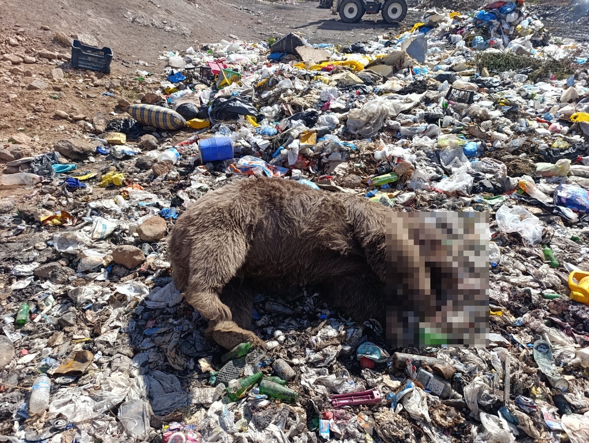 Bingöl'de vahşet! Çöplükte 3 bozayı başından ve sırtından vurulmuş halde bulundu