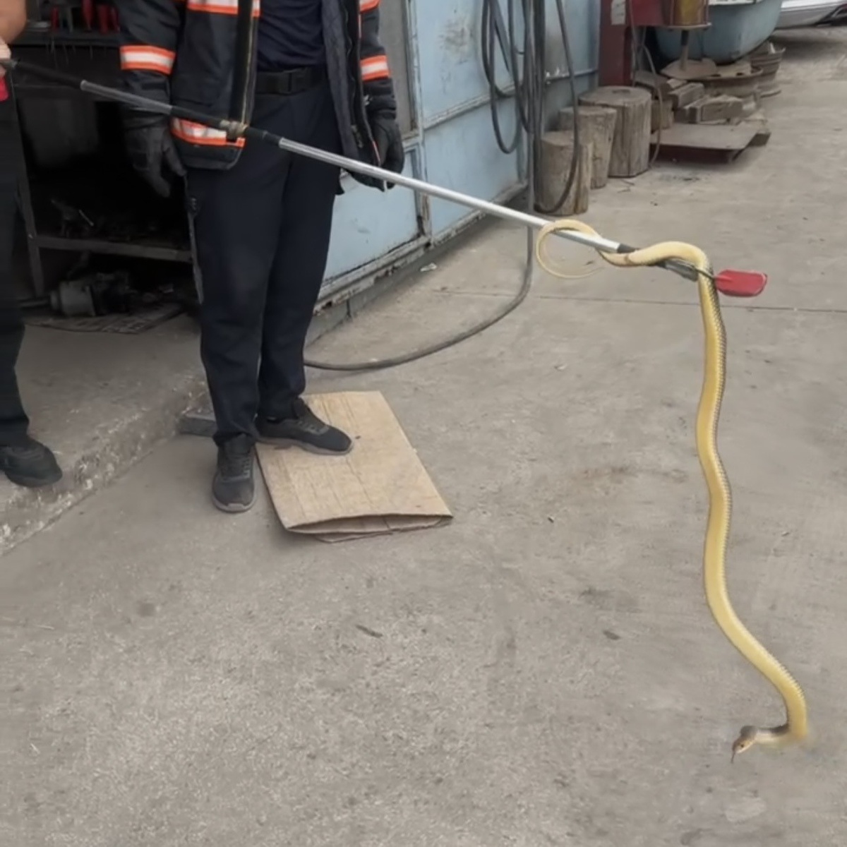 Dükkana giren yılan paniğe sebep oldu
